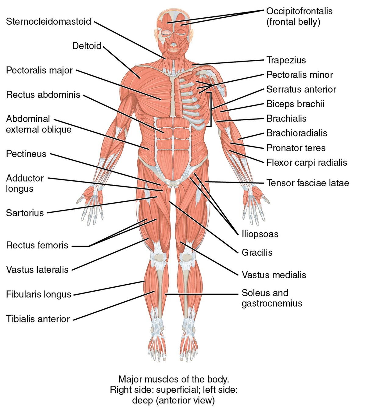Muscle Groups