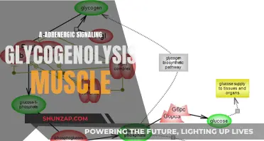 Understanding A-Adrenergic Signaling's Role in Muscle Glycogenolysis