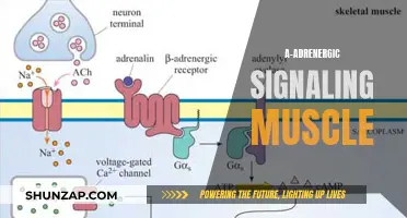 Muscle Strength and α-Adrenergic Signaling: A Powerful Link