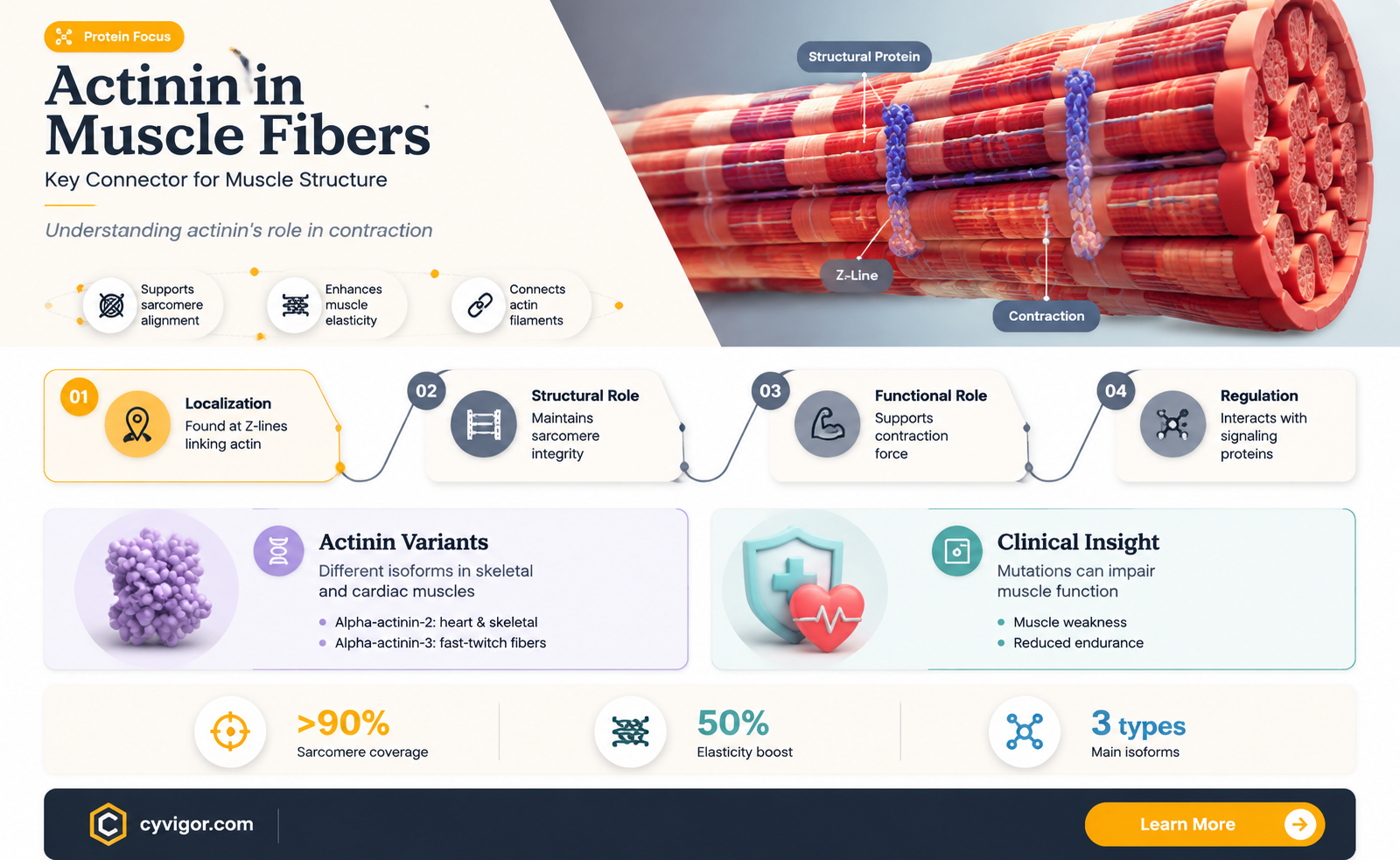 are muscle fibers actinin