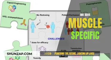 AAV Vectors: Muscle-Specific Targeting and Applications
