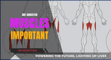 Abductor Muscles: Why They Matter in Fitness and Health