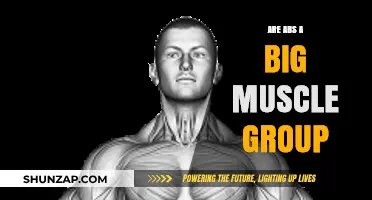 Are Abs a Major Muscle Group? Unraveling the Core Truth