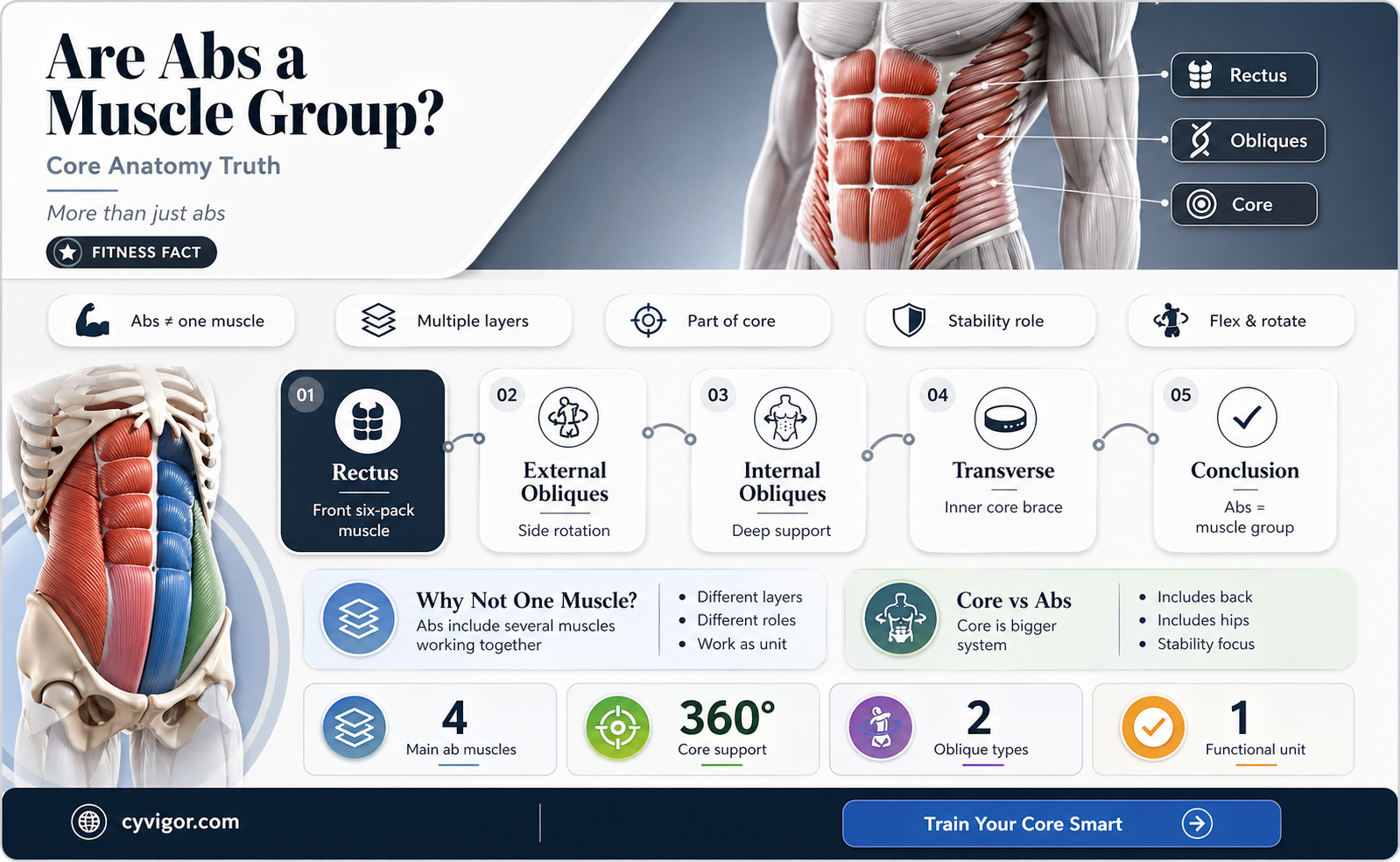 are abs a muscle group