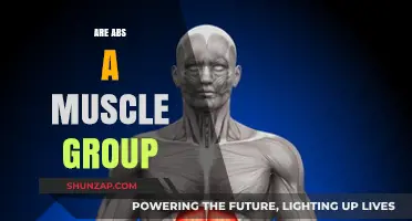 Are Abs a Muscle Group? Unraveling the Core Anatomy Truth