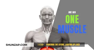 The Truth About Abs: A Single Muscle Group?