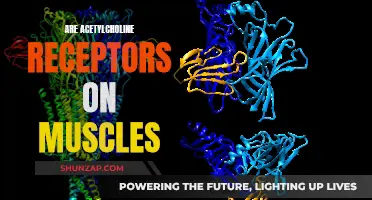 Muscle Movement: Acetylcholine Receptors' Role Explored