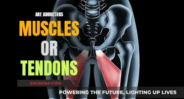 Adductors: Muscles or Tendons? Understanding the Anatomy of Movement