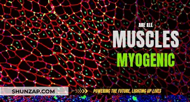 Myogenic Muscles: What's the Deal?