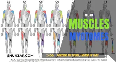 Understanding Myotomes: Are All Muscles Myotomes?