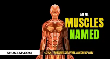 The Naming of Muscles: A Comprehensive Guide
