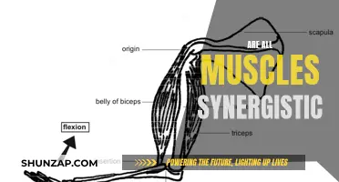 Understanding Muscle Synergy: Are They All Synergistic?