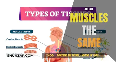 Muscle Diversity: Understanding the Unique Qualities of Different Muscles