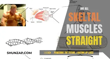 Skeletal Muscles: Are They All Straight Fibers?