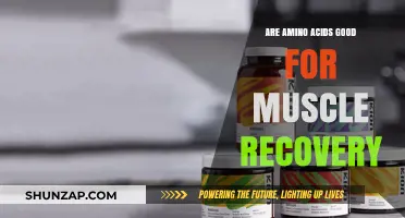 Amino Acids and Muscle Recovery: Essential Benefits for Fitness Enthusiasts