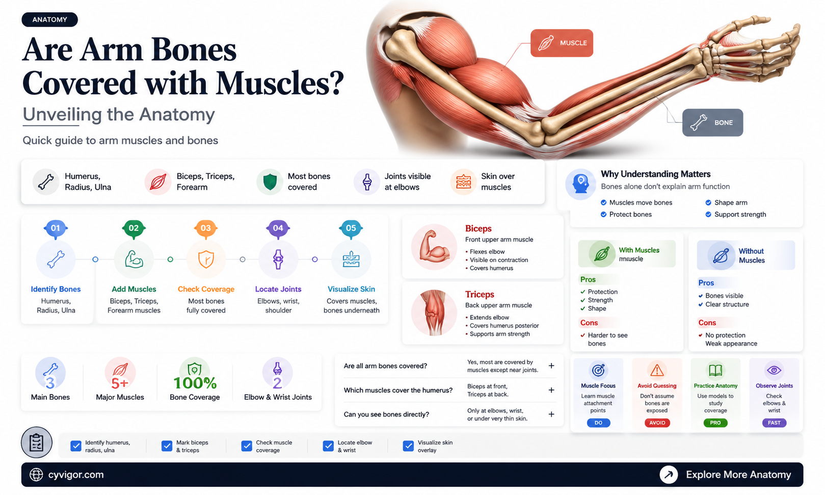 are arm bones covered with muscles