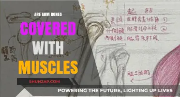Are Arm Bones Covered with Muscles? Unveiling the Anatomy