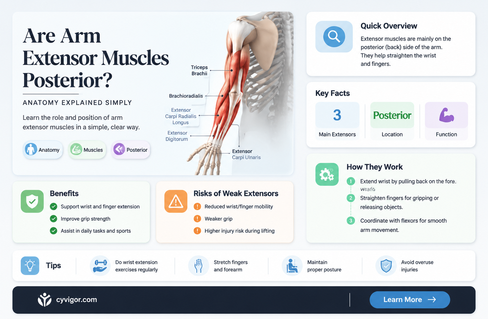 are extensor muscles of arm posterior
