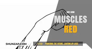 Are Arm Muscles Red? Unveiling the Truth Behind Muscle Color