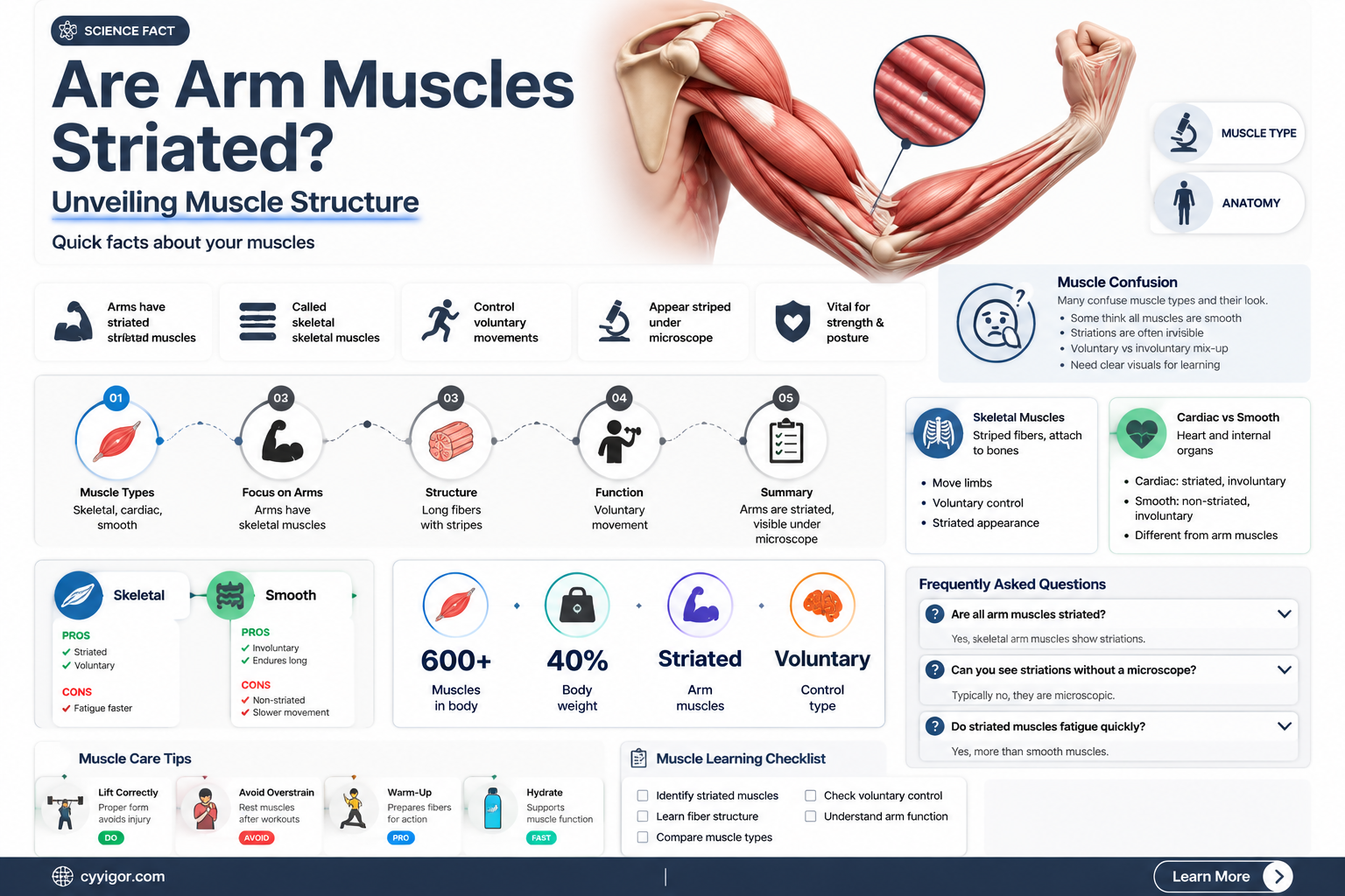 are arm muscles striated