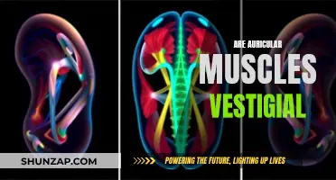 The Mystery of Our Ear Muscles: Are They Vestigial?