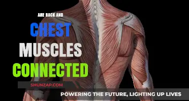 Exploring the Connection: Back and Chest Muscles in Harmony