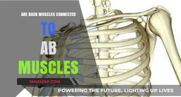 Exploring the Connection: Back Muscles and Abdominal Muscles