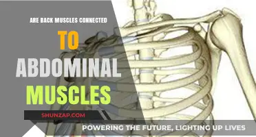 Exploring the Connection: Back Muscles and Abdominal Muscles