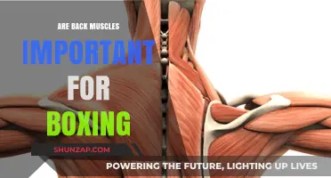 Unleashing Power: The Crucial Role of Back Muscles in Boxing