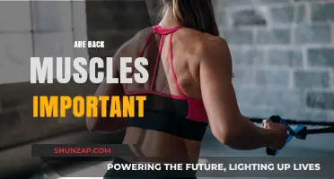 Unleashing Strength: The Crucial Role of Back Muscles in Fitness