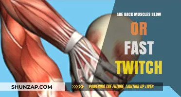 Unraveling the Twitch: Are Back Muscles Slow or Fast?