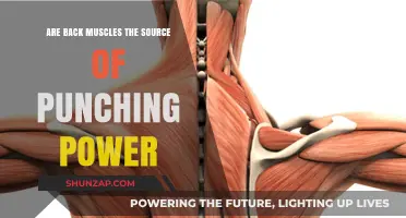 Unleashing Punching Power: The Surprising Role of Back Muscles