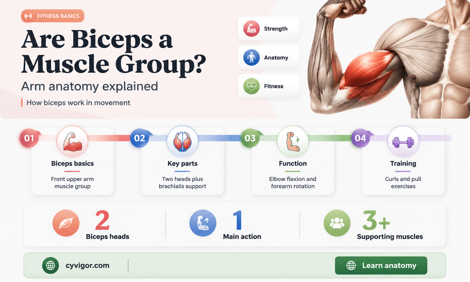 are the biceps a muscle group