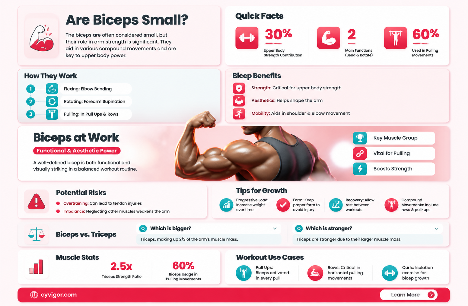 are biceps a small muscle group