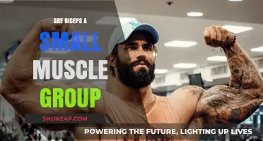 Are Biceps a Small Muscle Group? Unraveling the Truth