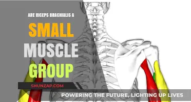 Biceps Brachialis: Understanding Their Size and Role in Arm Strength