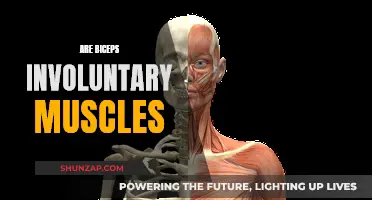 Biceps: Voluntary or Involuntary Muscles?