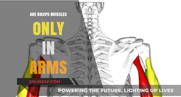 Biceps Beyond Arms: Unveiling the Surprising Locations of This Muscle