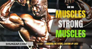 Muscle Myth: Big Equals Strong?