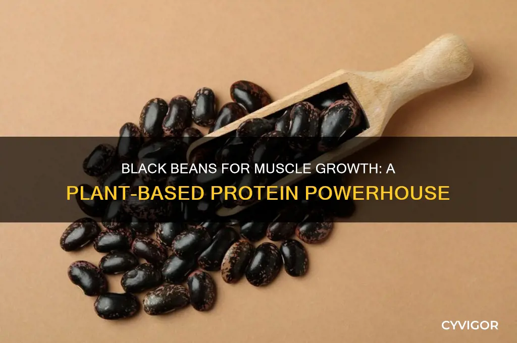 Black Beans For Muscle Growth: A Plant-Based Protein Powerhouse | CyVigor