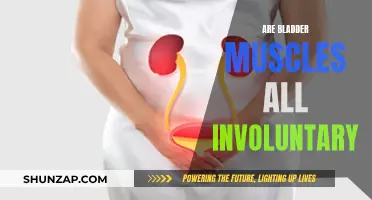 Understanding Bladder Muscle Control: Involuntary or Voluntary?