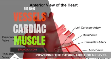 Blood Vessels and Cardiac Muscle: What's the Relationship?