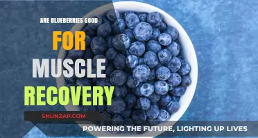 Blueberries and Muscle Recovery: Unlocking Nature's Post-Workout Benefits