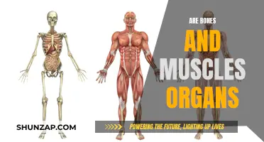 What Are Bones and Muscles? Organs or Not?