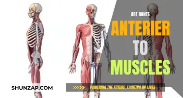 The Evolution of Bones and Muscles: Anterior Bones?