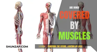 Exploring the Intricate Relationship Between Bones and Muscles
