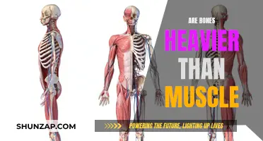 What's Heavier: Bones or Muscles?
