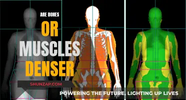 What's Denser: Bones or Muscles?