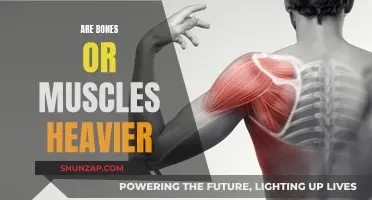 What Weighs More: Bones or Muscles?