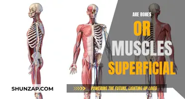 What Lies Beneath: Bones and Muscles Explored